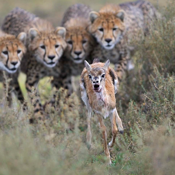 «Чья очередь бежать?» | Источник: Grégoire Bouguereau / European Wildlife Photographer of the Year 2012