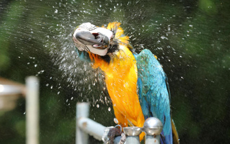 Попугаи в китайском зоопарке принимают охлаждающий душ