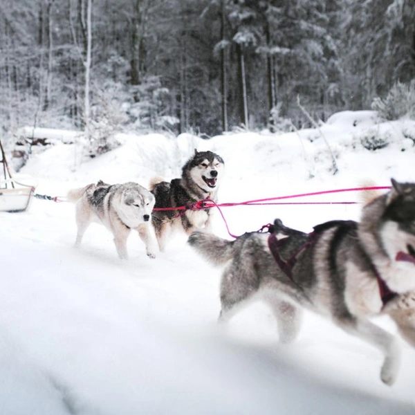 Финалист в номинации «Документальное фото» | Источник: Margot Guillet / Dog Photography Awards 2025