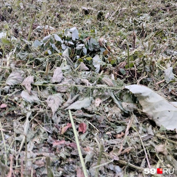 На газоне по улице Газеты Звезда часто оставляют скошенные лопухи, которые сереют | Источник: Ольга Якунчева / 59.RU