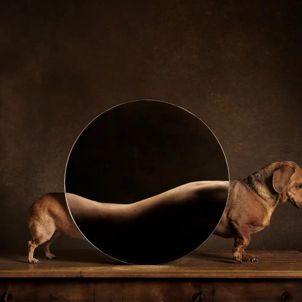 Источник: Dog Photography Awards