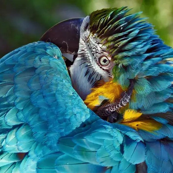 Источник: Richard Masters / Smithsonian Magazine Photo Contest 2013
