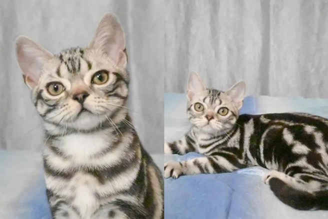 Питомник продает мальчика Царя и девочку Фабби | Источник: Avito