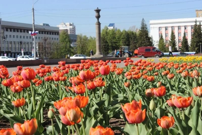 Барнаул украсили разноцветные тюльпаны
