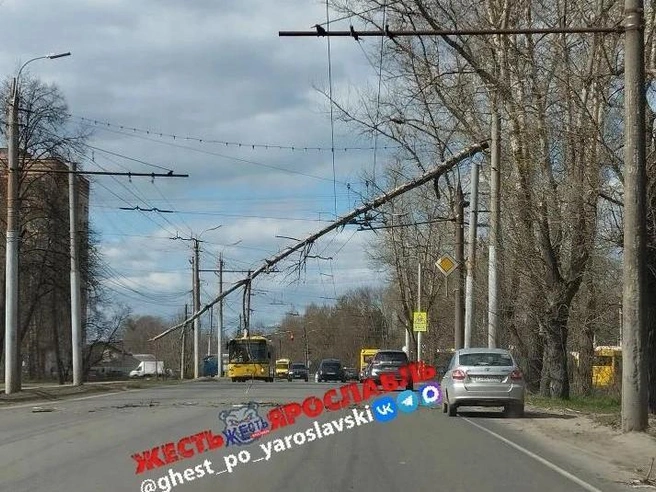 В Дзержинском районе дерево повисло на проводах. | Источник: «Жесть Ярославль» / max