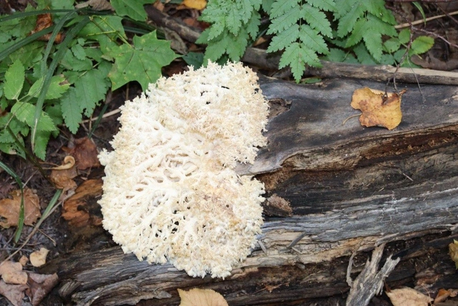 Посмотрите, какая красота | Источник: Национальный парк «Самарская Лука» / t.me