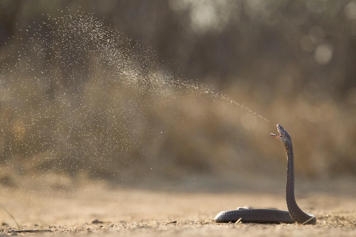 Плевок мозамбикской кобры (Naja mossambica) | Источник: Shutterstock/Fotodom.ru