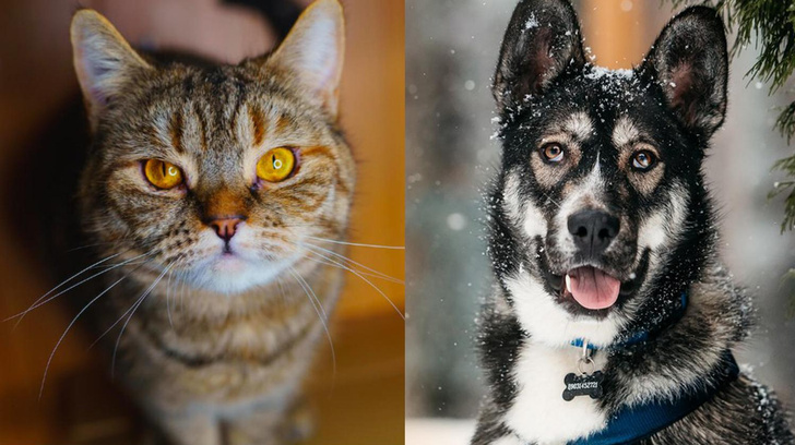 Котопёс недели: веселый щенок Хэппи и уютная кошка Комбуча готовы к встрече со своими хозяевами