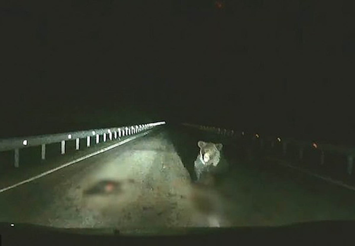 Разъяренная медведица одним прыжком остановила машину, чтобы защитить шедшего по дороге медвежонка (видео)