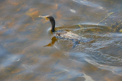 Власти Приангарья начнут отстрел баклана весной