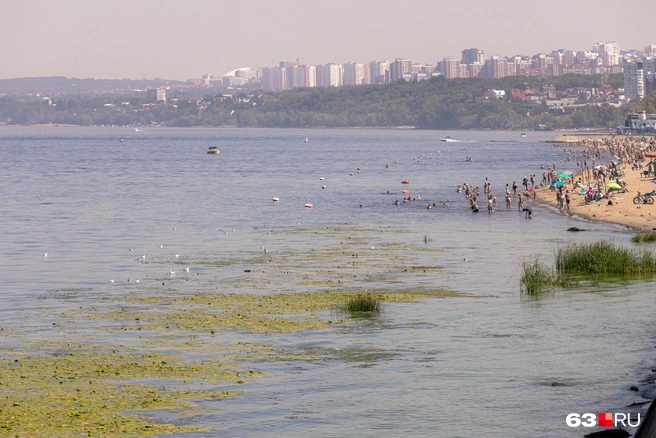 В последние годы Волга зацветает раньше и активнее обычного | Источник: Роман Данилкин / 63.RU