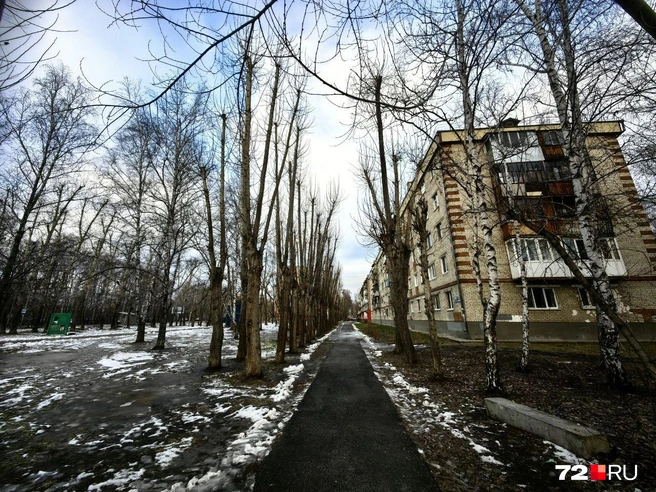 Не можем утверждать, но до обрезки здесь было зеленее | Источник: Павел Красоткин / 72.RU