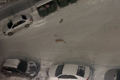 Дикие лисы появились в Челябинске