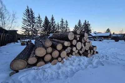 Замначальника лесхоза по ошибке вырубил чужой лес