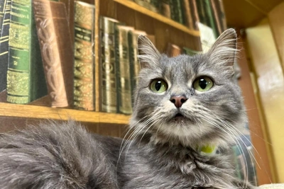 Small Cat Rescued from Dilapidated House Awaits Adoption in Novosibirsk