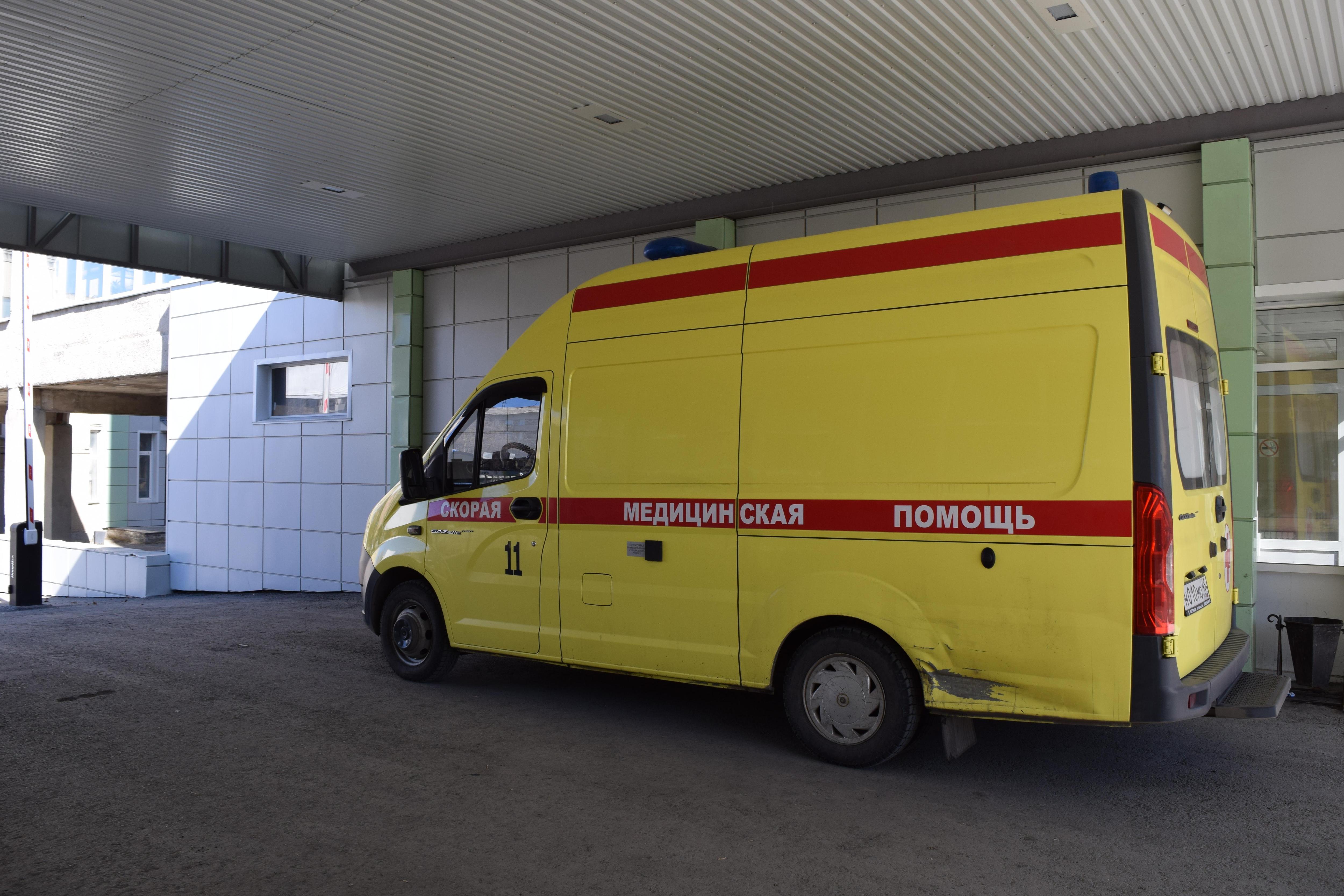 В зауральском селе собаки растерзали ребенка: семилетняя девочка в больнице