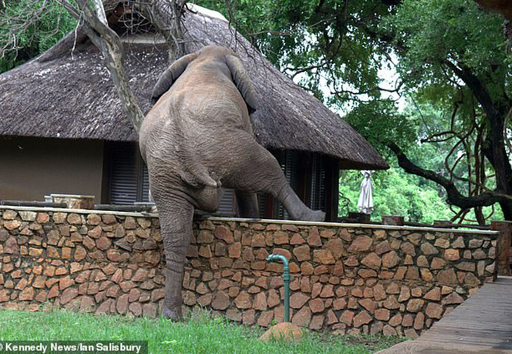 Фото №1 - Проворный слон ловко перелез через забор ради фруктов (видео)