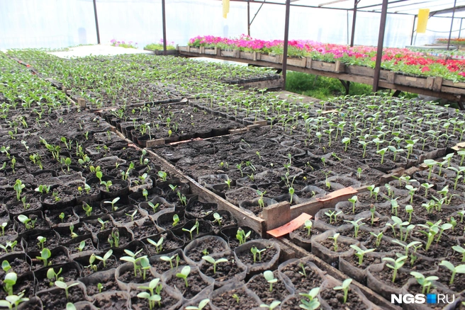 Культуры с крупными семенами лучше выращивать в обычном грунте | Источник: Александра Бруня / NGS.RU