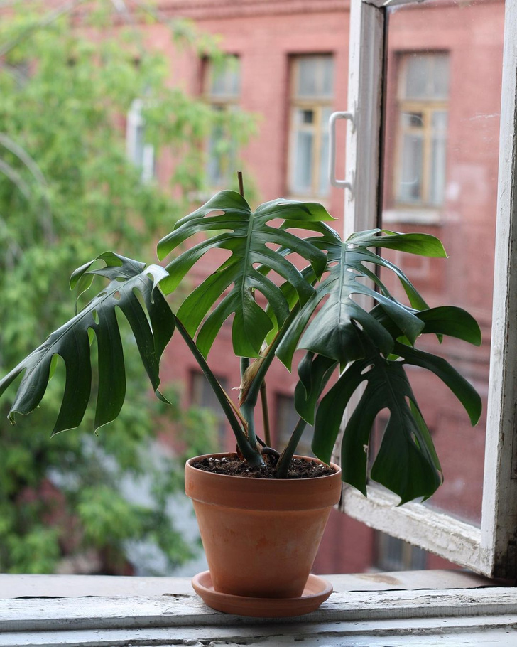 Как помочь растениям в жару: 7 советов, которые их спасут