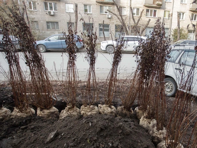 В 2021 году НГС опубликовал материал о водителе, который припарковал автомобиль у дома на Советской, 44, въехав на газон. | Источник: Андрей Бортко / NGS.RU