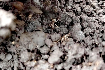 Natural Pest Control for Ants and Aphids