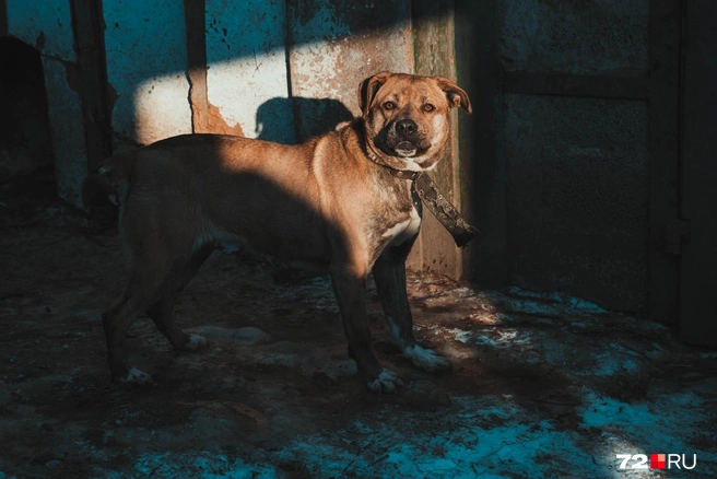 Собак в этой семье любят, псы живут не только дома, но и во дворе | Источник: Ирина Шарова / 72.RU