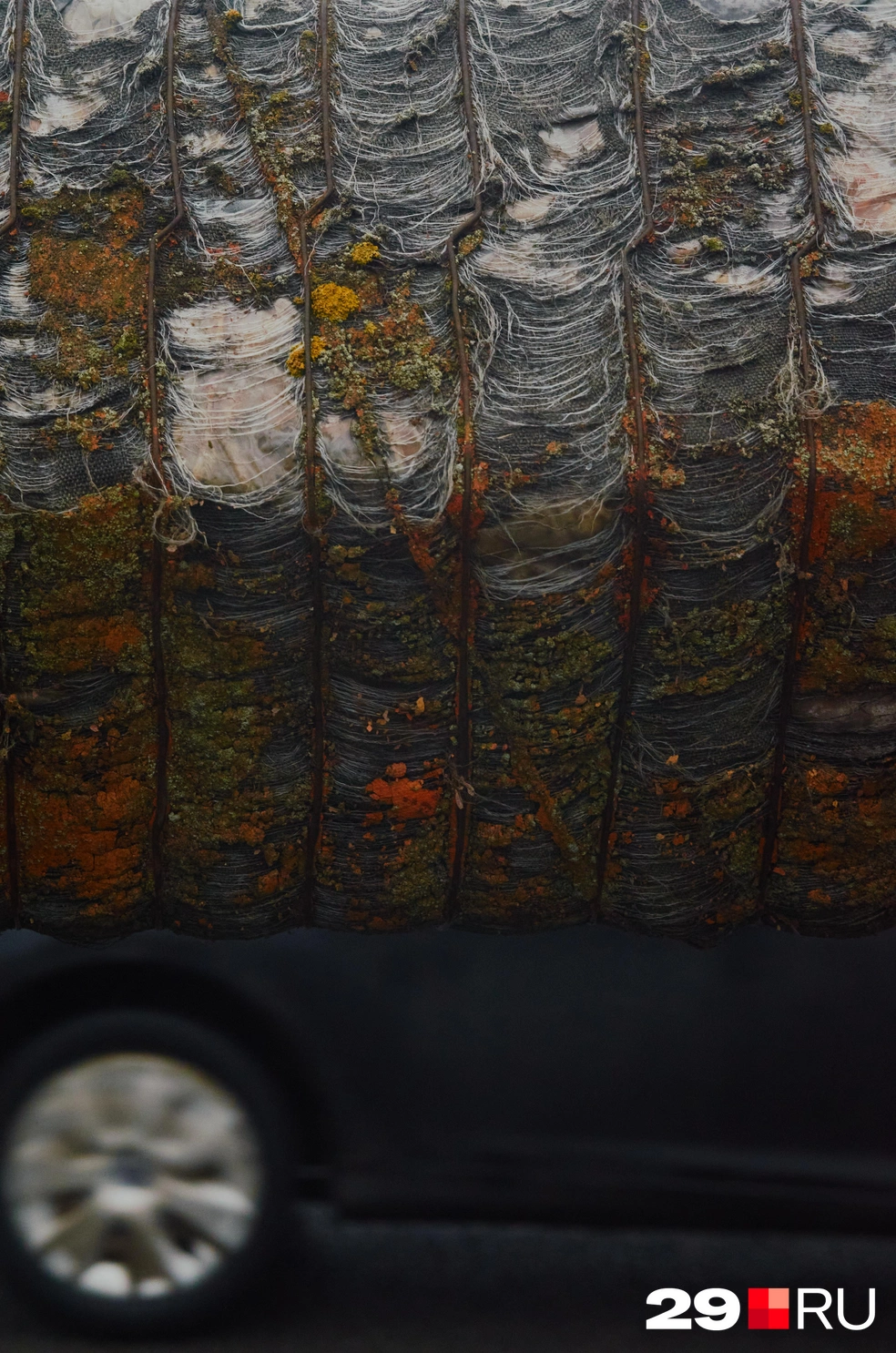 На них растет мох | Источник: Антон Данилов / 29.RU