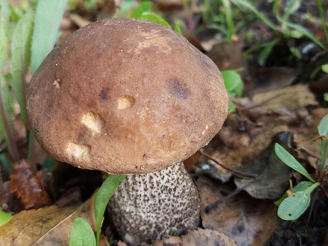 Вот такой подберезовик вырос прямо в огороде | Источник: Светлана Синицкая