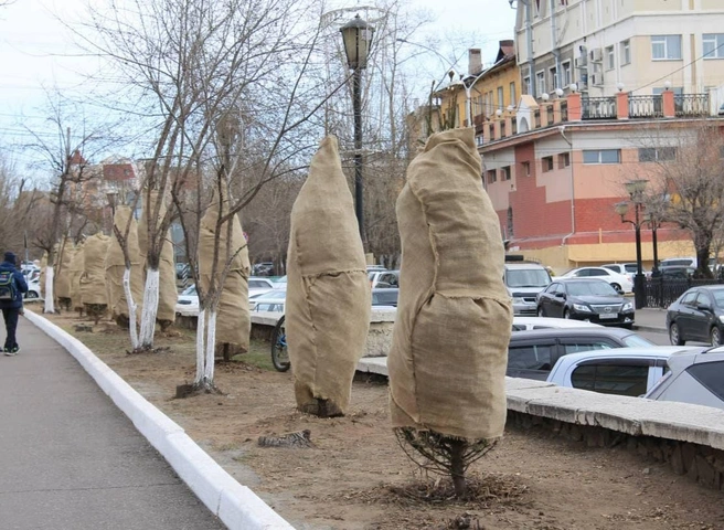Укутанные деревья возле гимназии №4 | Источник: Мария Темирова