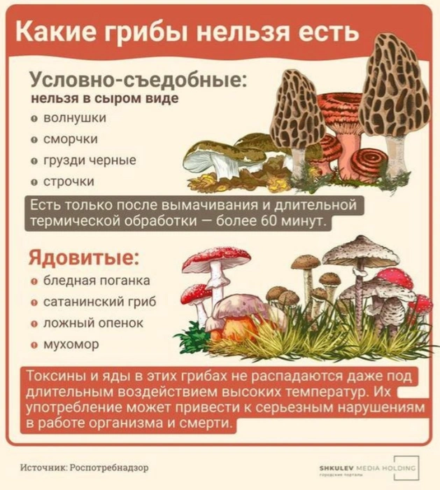 Какие грибы могут навредить здоровью | Источник: Виталий Калистратов / Городские порталы