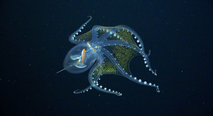 В Тихом океане сфотографировали «стеклянного» осьминога