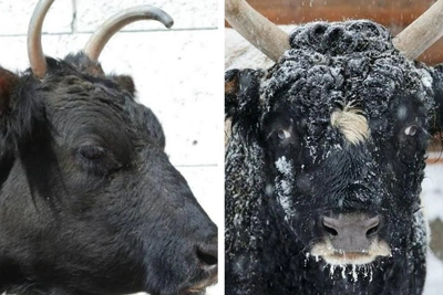 Longtime Yakut cattle Sakha and Maany die at Leningrad Zoo