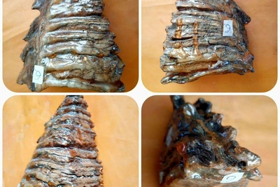 Зубы мамонтов с Чукотки выставлены на продажу в Алтайском крае