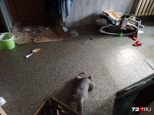 У опекунов много животных, они якобы заводчики. Иногда, утверждают тюменки, детей просят убирать за собаками  | Источник: читатель 72.RU