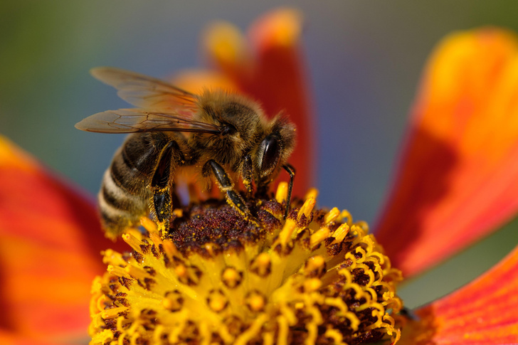 Правда, что пчелы погибают после того, как ужалят?