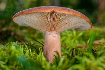 Источник: Mikhail Kochiev via Legion Media 