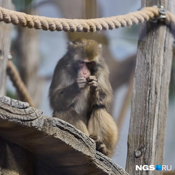 Макака что-то с любопытством рассматривает  | Источник: Александр Ощепков / NGS.RU