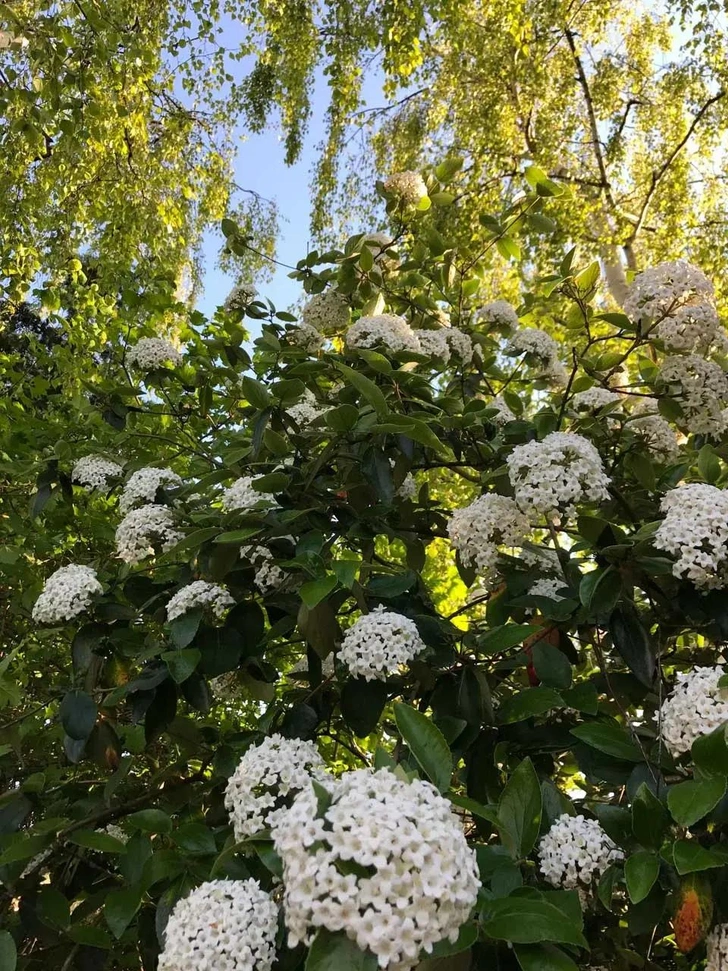 5 лучших растений для живой изгороди