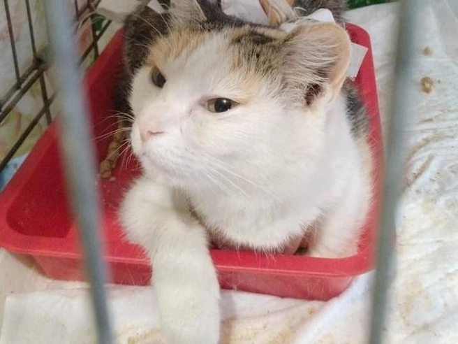 Кошке требуется теплый дом и заботливый хозяин | nsk54.online