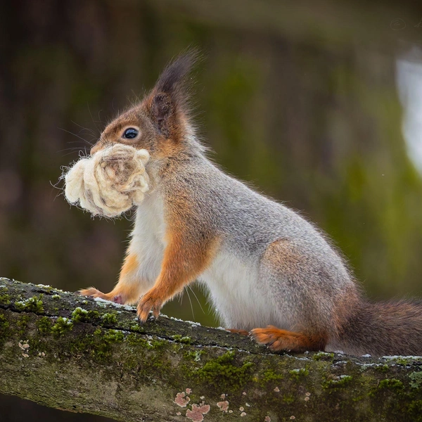 Источник: Антон Кубышкин / «Грибы и Грибники СПб»