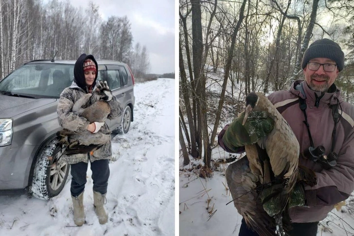 «Может легко глаз выклевать»: три новосибирца поймали на болоте журавля со сломанным крылом | Источник: Олег Андреенков