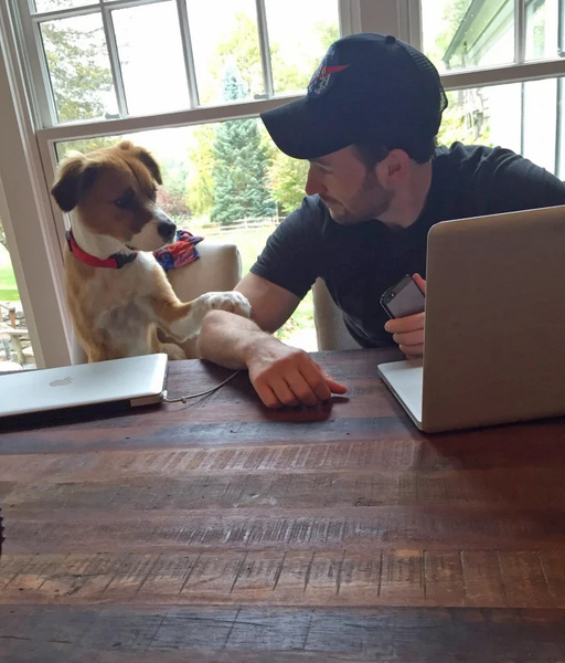 Милота дня: Крис Эванс мотивирует поклонников брать собак из приюта 💗