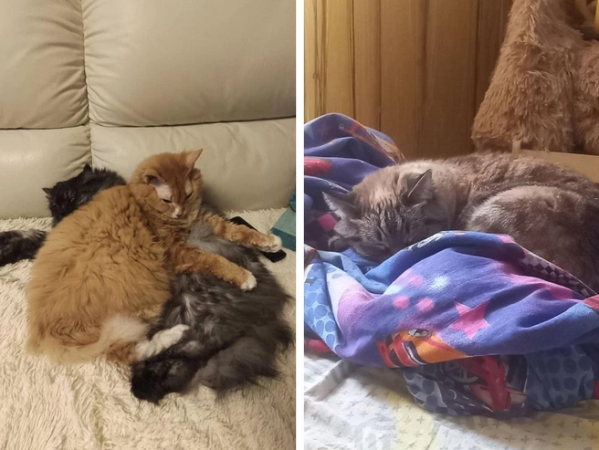 Некоторым удаётся погреться у соседей. | Источник: Ирина / Радужный Ангел