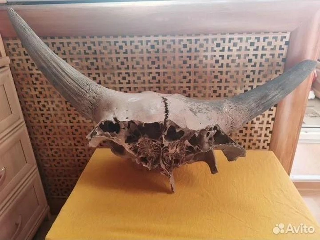 Выглядит очень устрашающе | Источник: Avito.ru