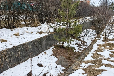 Минприроды Забайкалья не нашло раненого глухаря в Чите