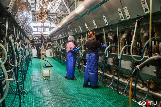 Сотрудники доильного цеха на работу приходят к 4 утра, а уходят в десятом часу вечера | Источник: Роман Данилкин / 63.RU