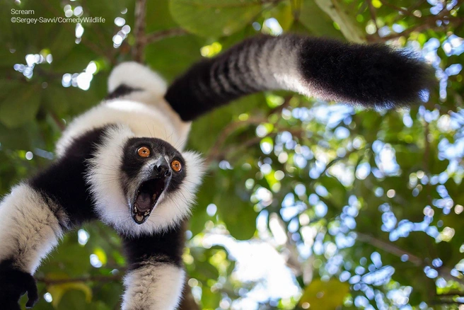 Источник: Sergey Savvi / Comedy Wildlife Photo Awards