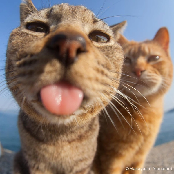 Источник: Comedy Pet Photography Awards