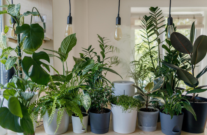 Алоэ и еще 6 комнатных растений, которые способны разрушить ваше здоровье