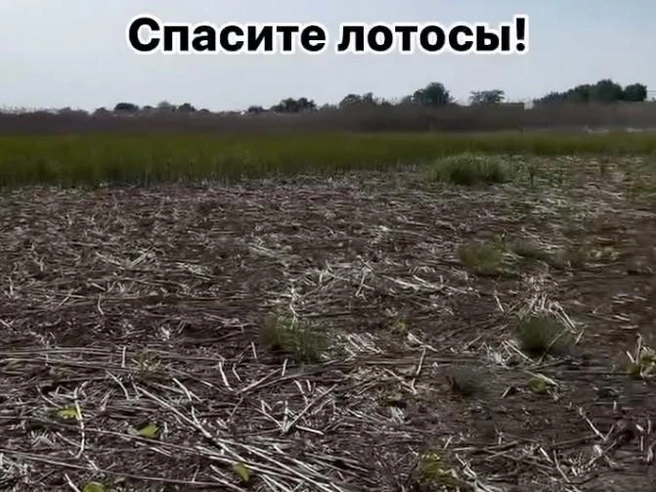 Озеро в поселке Белозерном пересохло | Источник: Телетайп Краснодар / T.me